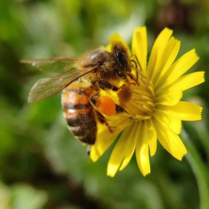 Biene Natur Imker Sommer