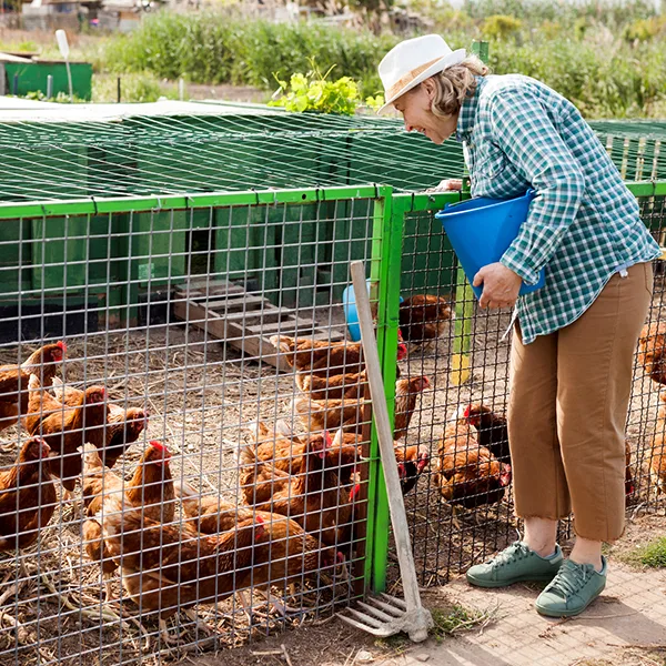 Hühnerstall Bauernhof Pflege alte Frau iStock JackF.jpg