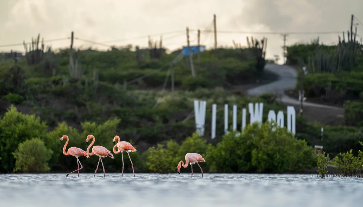 Curacao Flamingos In der Nähe von Williwood lassen sich Flamingos in freier Wildbahn beobachten