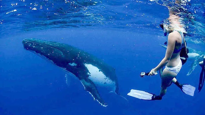 Humpback Whale in water interaction Coral Bay EcoTours July 2018 (c)Coral Bay EcoTours Buckelwal
