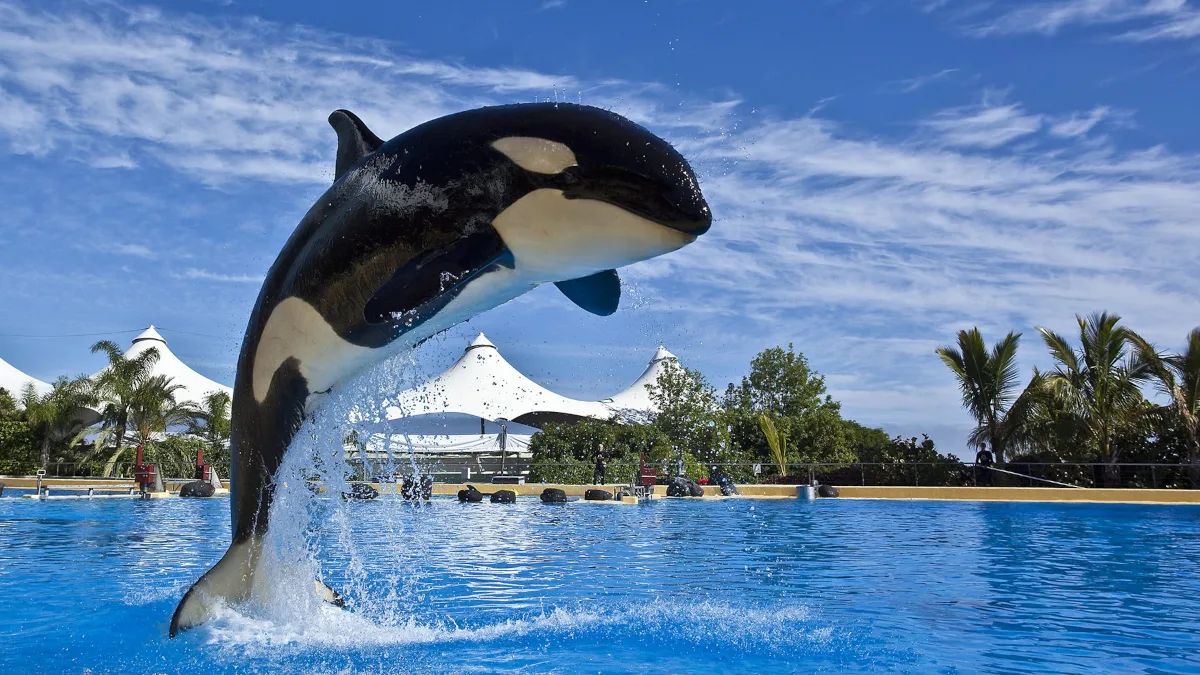 9d0ac34abf23-Loro-Parque-Orca Loro Parque Orca