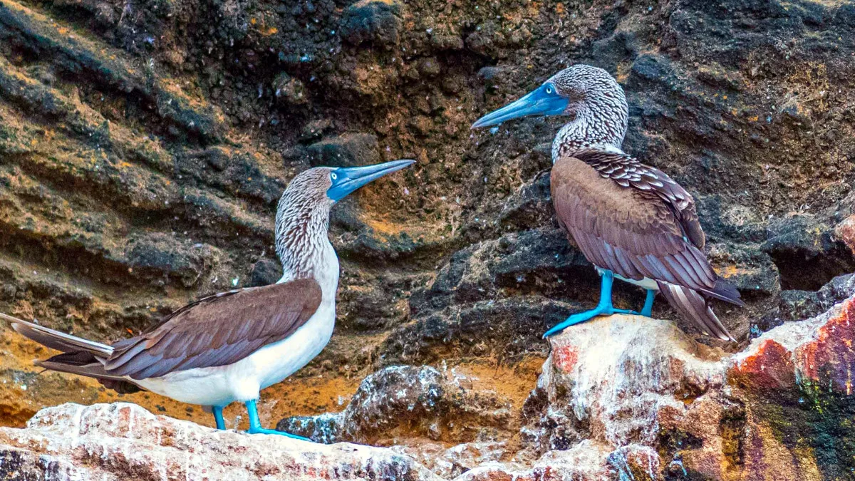 0bf22f2d546a-Galapagos-Voegel-Isabela-Punta-Vicente-Roca-Foto-Galapagos-PRO Galapagos Vögel Isabela Punta Vicente Roca Foto Galapagos PRO.jpg