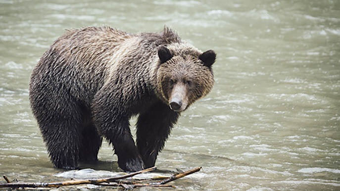 Grizzly