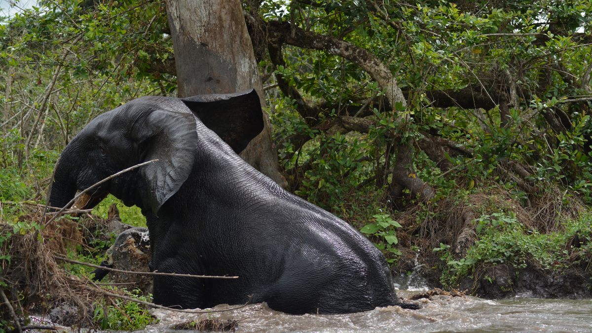 Gabun Loango Nationalpark Elefant Foto iStock Keith Dodd