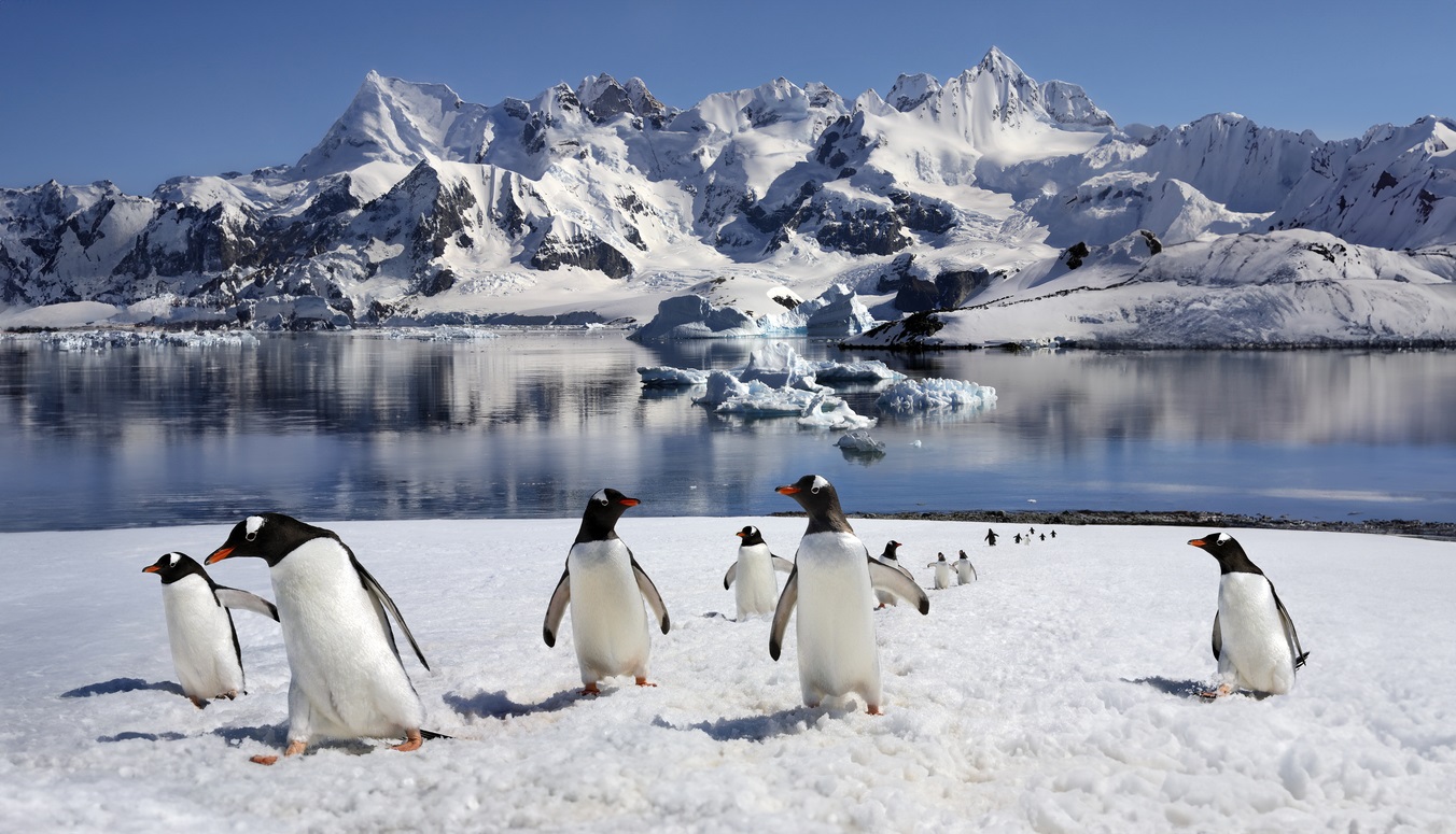 Antarktis Eselspinguine iStock Foto SteveAllenPhoto