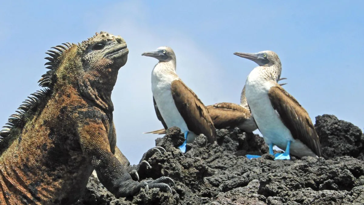 4f5de2c65735-Galapagos-Vogel-Leguan-Foto-iStock-Cicloco Galapagos Vogel Leguan Foto iStock Cicloco