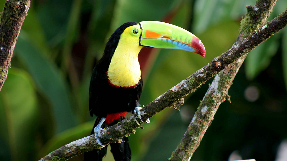Costa Rica Keel Billed Toucan Foto Costa Rica Tourism Board