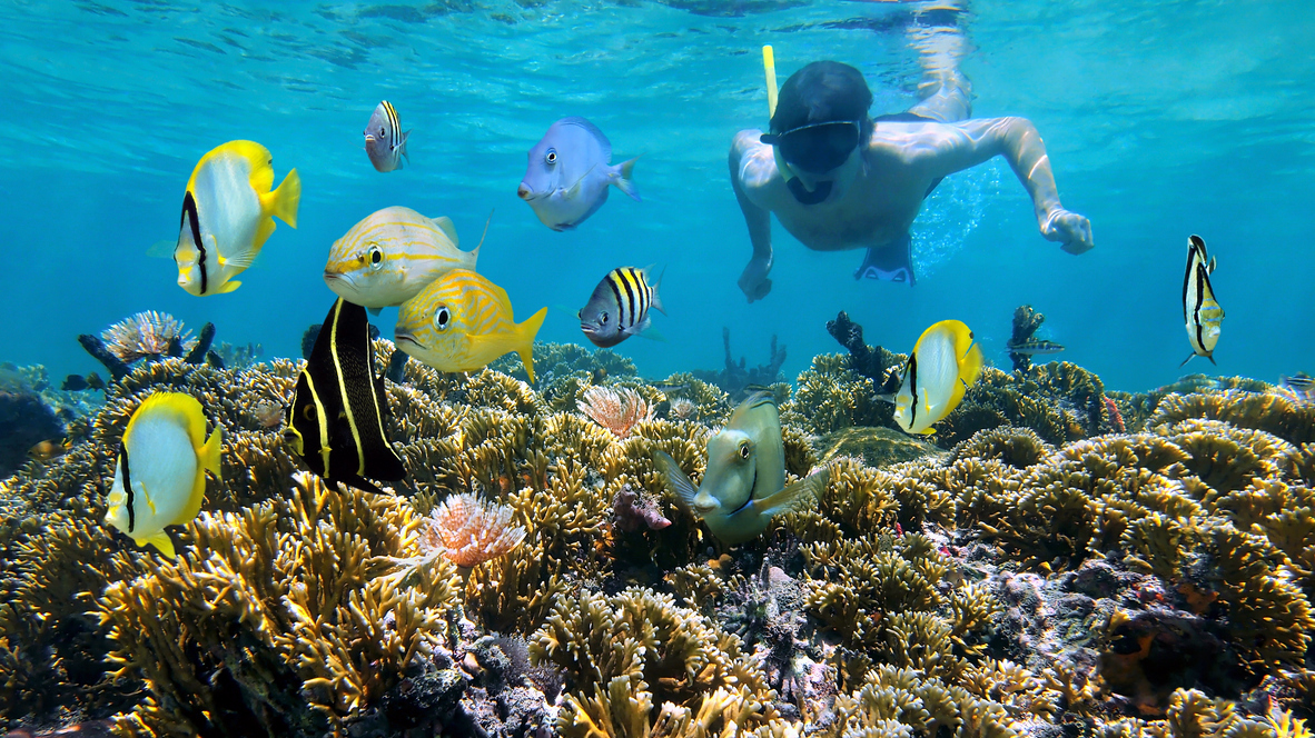 Korallen Riff Schnorcheln iStock Damocean.jpg