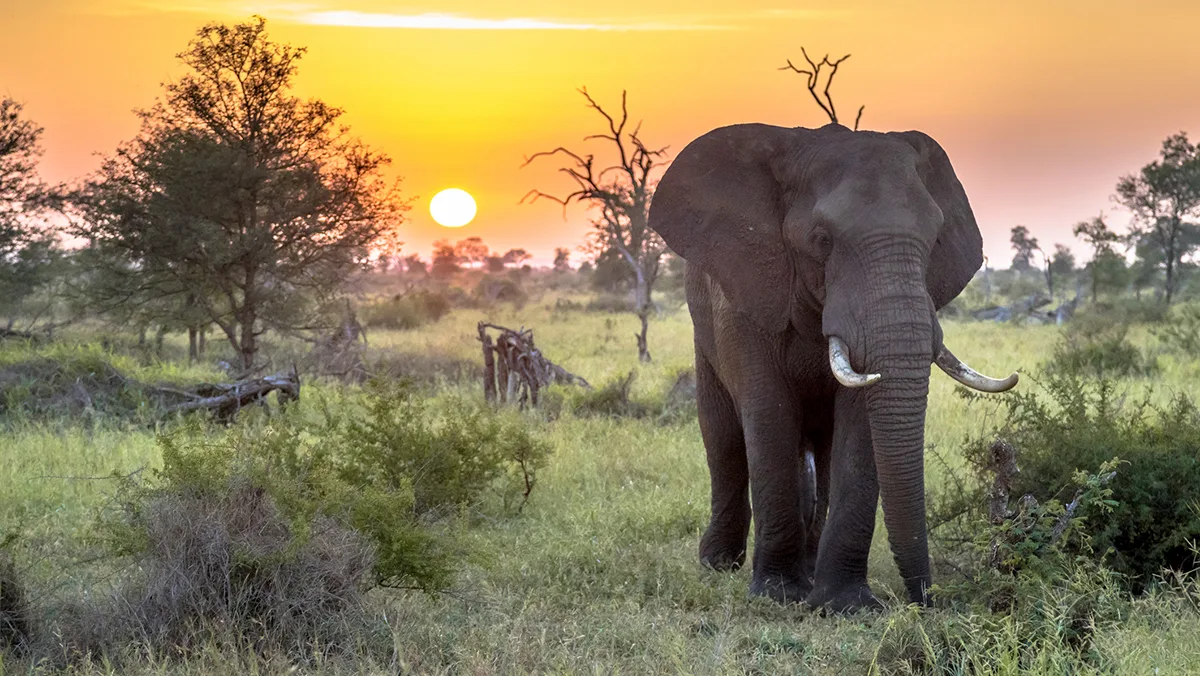 Südafrika Kruger Nationalpark Elefant iStock CreativeNature_nl Südafrika Kruger Nationalpark Elefant iStock CreativeNature_nl