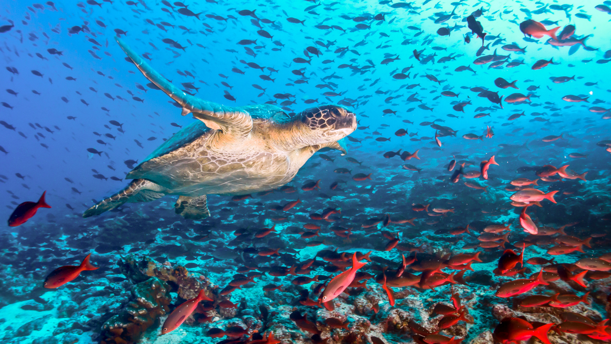 Ecuador Galapagos Schildkröte Fischschwarm iStock LFPuntel.jpg
