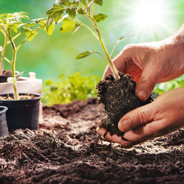 Pflanzen Tomaten Biogarten Foto iStock AlexRaths