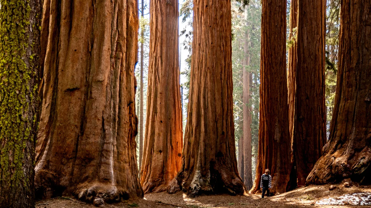 8cacdf56c477-USA-Sequoia-Nationalpark-iStock-Brad-Booth-1452911237 USA Sequoia Nationalpark