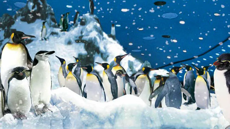 Spanien Teneriffa Loro Parque Pinguine im Loro Parque