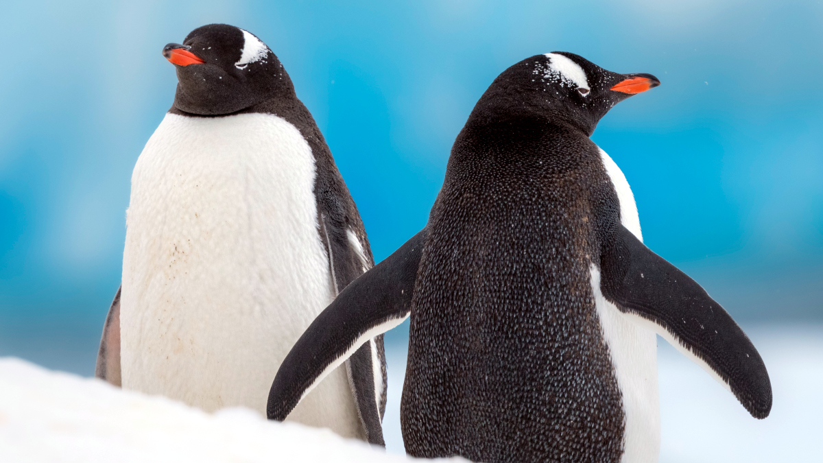 HX Petermann_Island_Antarctica_HGR_160524_Photo_Yuri_Matisse_Choufour.JPG