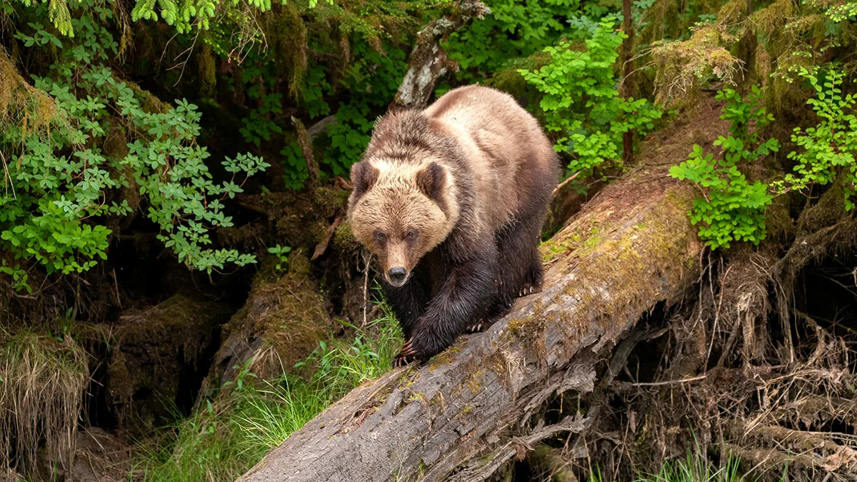 Kanada British Columbia Grizzly Bär Regenwald iStock Scott Canning Kanada British Columbia Grizzly Bär Regenwald iStock Scott Canning