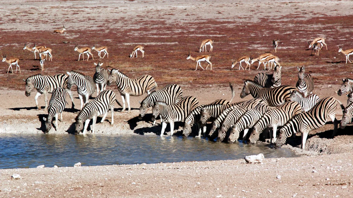 60942ff2537d-Namibia-Etoscha-Zebras-Foto-Thomas-Hartung Namibia Etoscha Zebras Foto Thomas Hartung.JPG