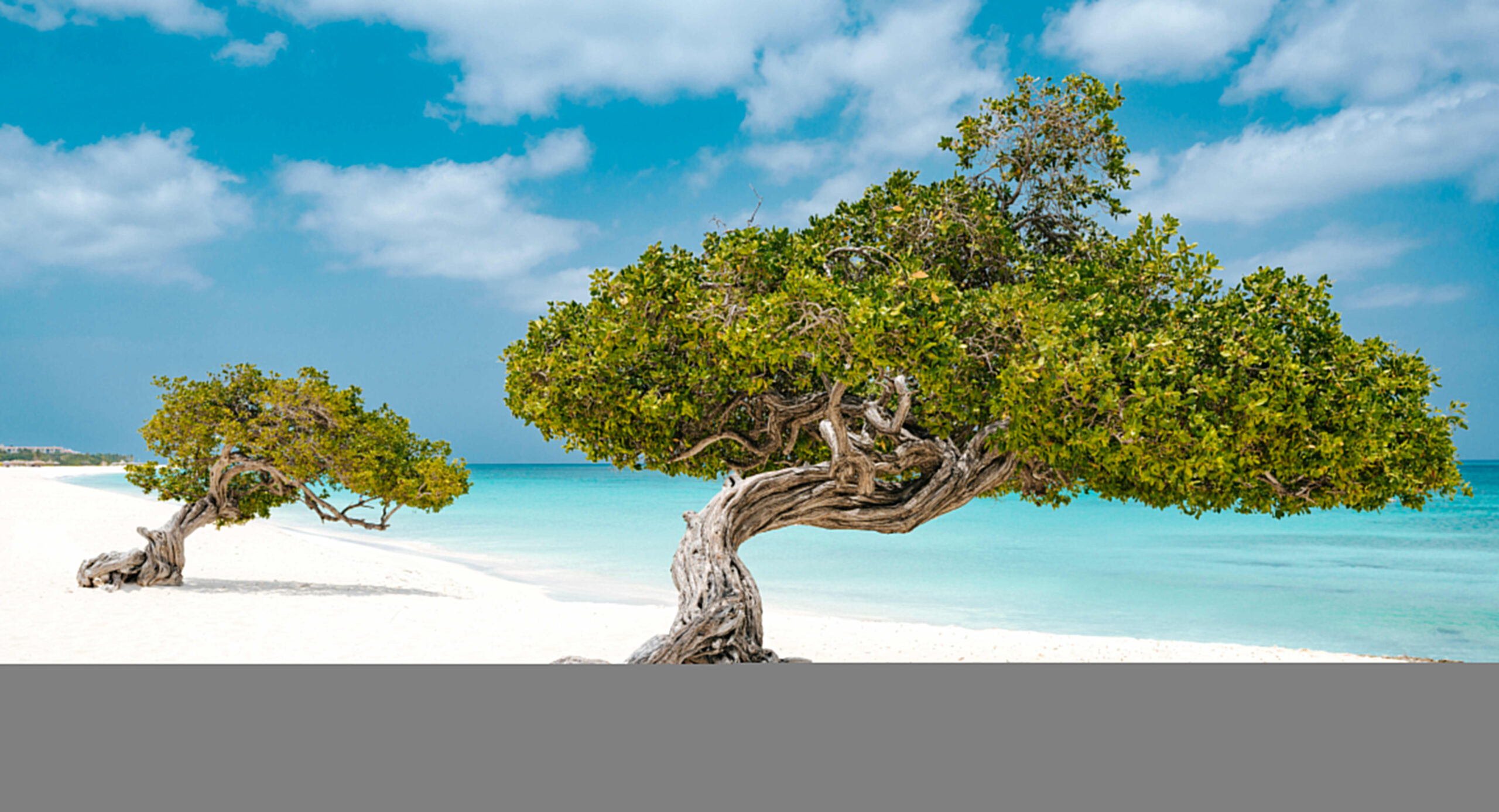 Aruba Fofoti Trees At Eagle Beach