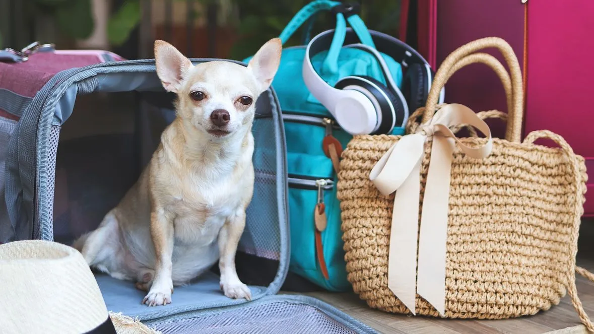 dde3bfd24d50-Chihuahua-Reise-Hund-Foto-iStock-Phutarrak Chihuahua Reise Hund Foto iStock Phutarrak