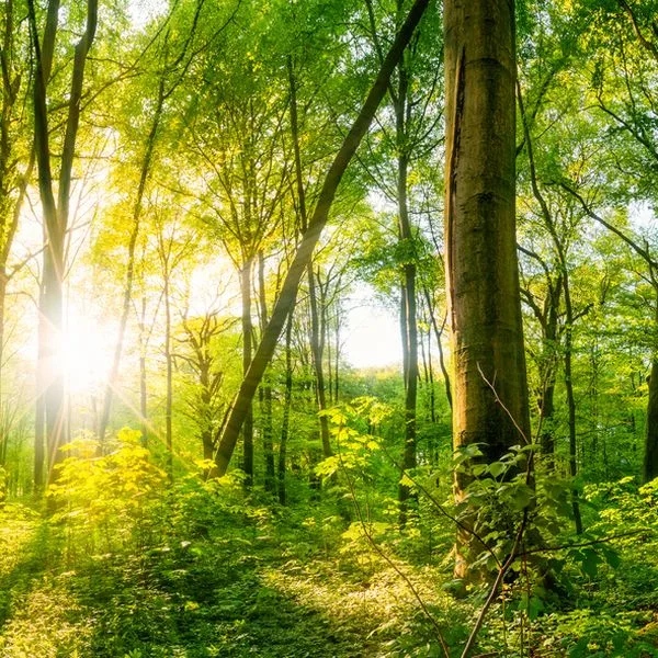 Wald Natur Foto iStock Xurzon