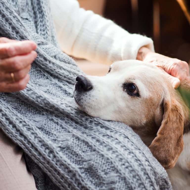 Hund Seniorin Hundebesuchsdienst