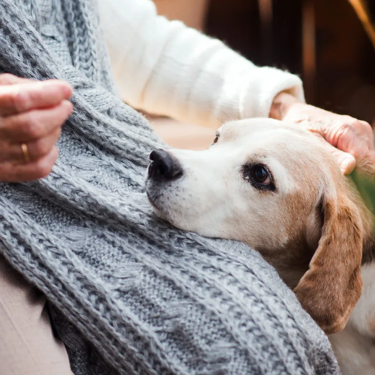 Hund Seniorin Hundebesuchsdienst