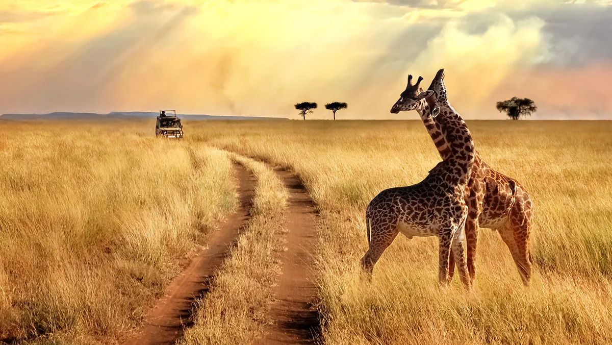 Tansania Serengeti Nationalpark Zebras Safari Foto iStock Delbars Tansania Serengeti Nationalpark Zebras Safari Foto iStock Delbars.jpg
