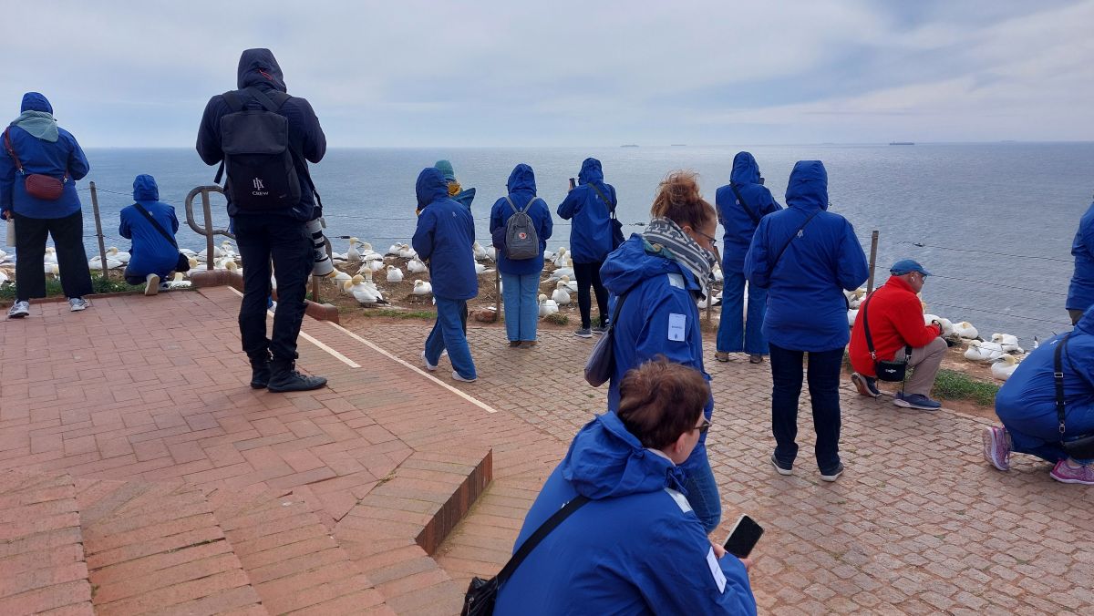 HX Expeditions Fridjof Nansen Helgoland 2026 Basstölpel