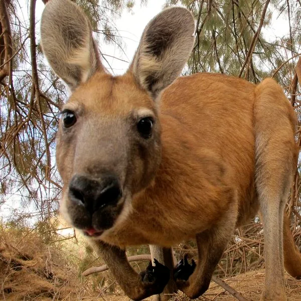 Känguru Symbol quadrat Foto iStock Witte Art de Australien Känguru Symbol quadrat Foto iStock Witte Art de