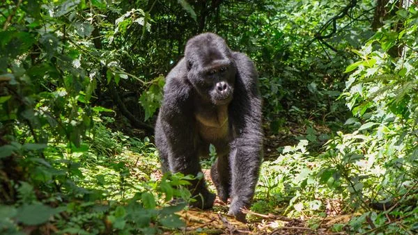 Uganda Bwindi Nationalaprk affe Foto iStock andrey gudkov Uganda Bwindi Nationalaprk affe Foto iStock andrey gudkov