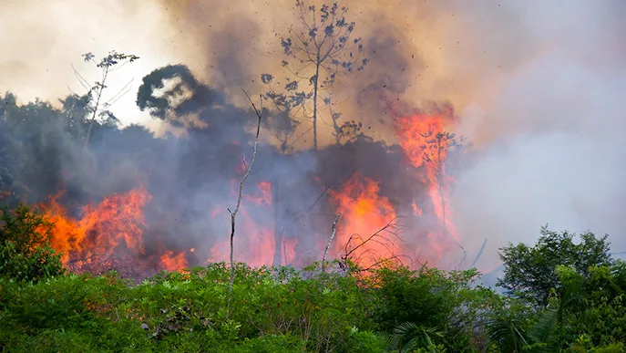 brasilien amazonas regenwald brand iStock pedarilhos brasilien amazonas regenwald brand iStock pedarilhos