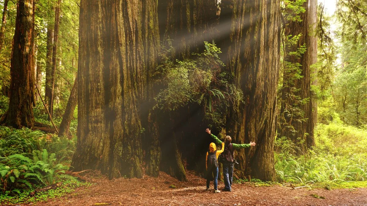 a4b811aebec4-USA-Kalifornien-Sequoia-iStock-Yaya-Ernst USA Kalifornien Sequoia Foto iStock Yaya Ernst