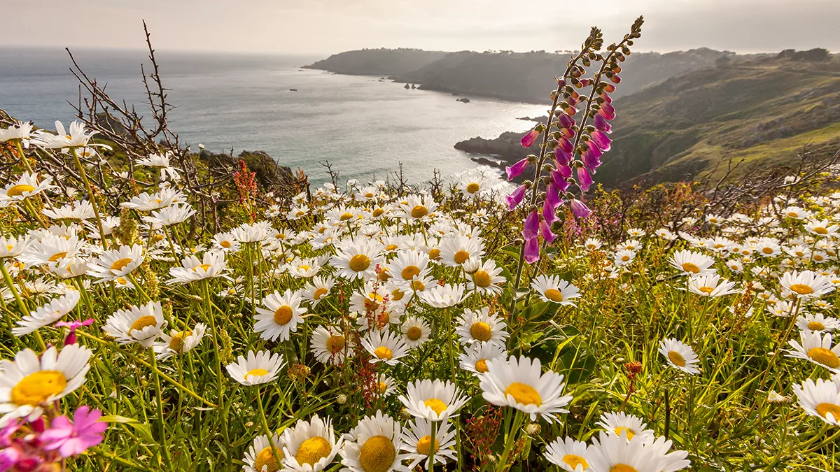 Großbritannien Guernsey Blumen Foto Visit Guernsey Großbritannien Guernsey Blumen Foto Visit Guernsey.jpg