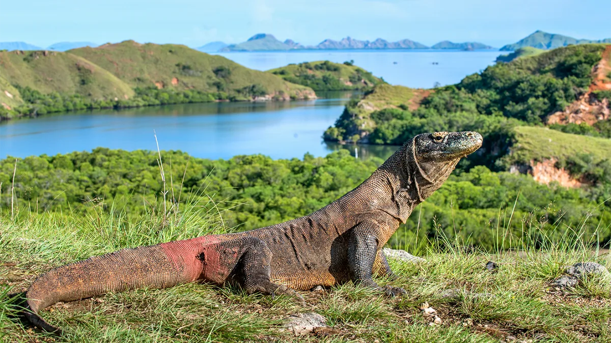Indonesien Komodo Waran iStock SO -1064310768 Komodo-Waran