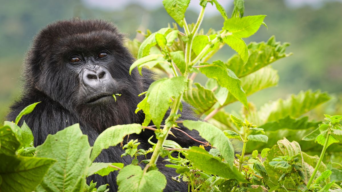 Windrose Gorillas in Ruanda Foto Getty Images