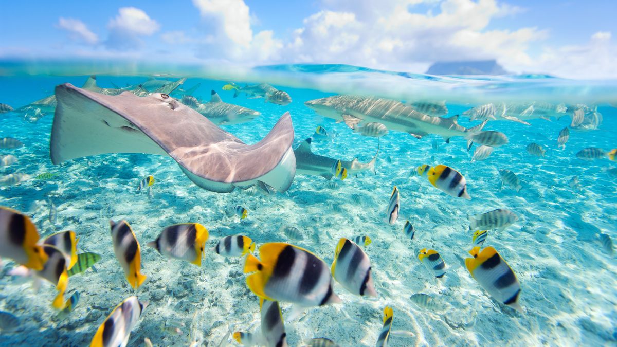 Tahiti Bora Bora Tauchen Schnorcheln Foto iStock Shalamov