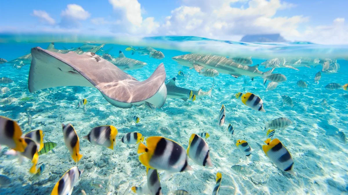 be49d576f4d6-Tahiti-Bora-Bora-Tauchen-Schnorcheln-Foto-iStock-Shalamov Tahiti Bora Bora Tauchen Schnorcheln Foto iStock Shalamov
