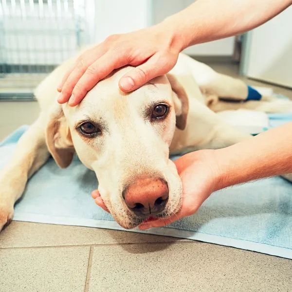 Hund Labrador Foto iStock Chalabala