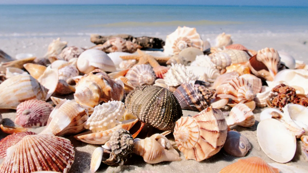 b7b3a1961e64-C-Fort-Myers-Islands-Beaches-and-Neighborhoods_Shells-4 ©Fort Myers - Islands, Beaches and Neighborhoods_Shells 4.jpg