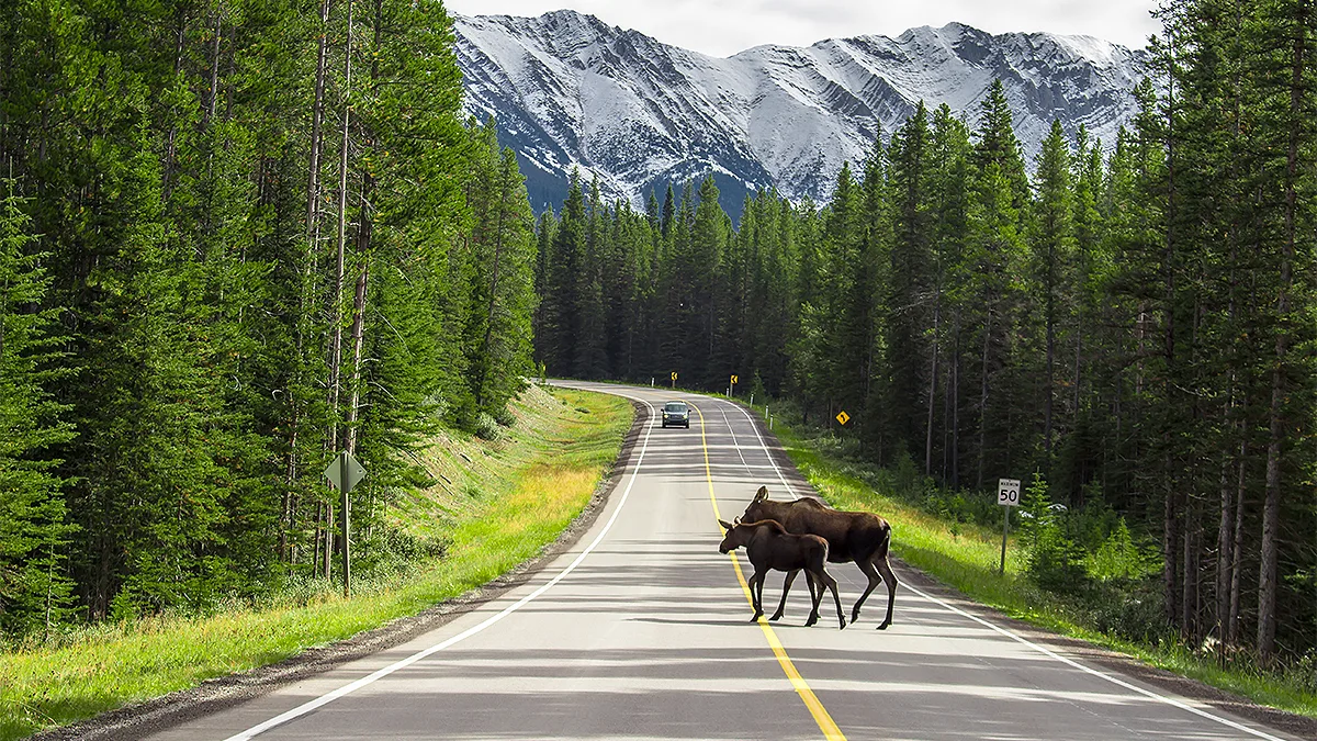 Kanada Alberta Kananaskis Country Elche Foto Corey Myke Kanada Alberta Kananaskis Country Elche Foto Corey Myke
