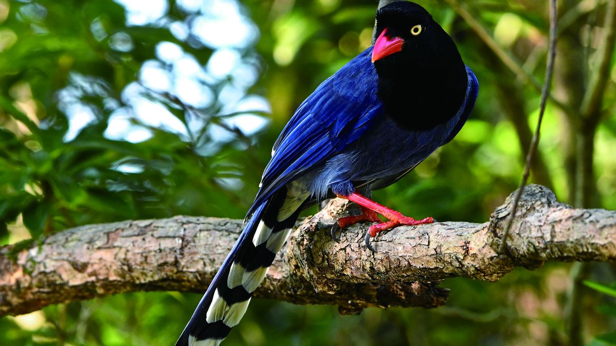 Taiwan Dickschnabelvogel Foto TTA
