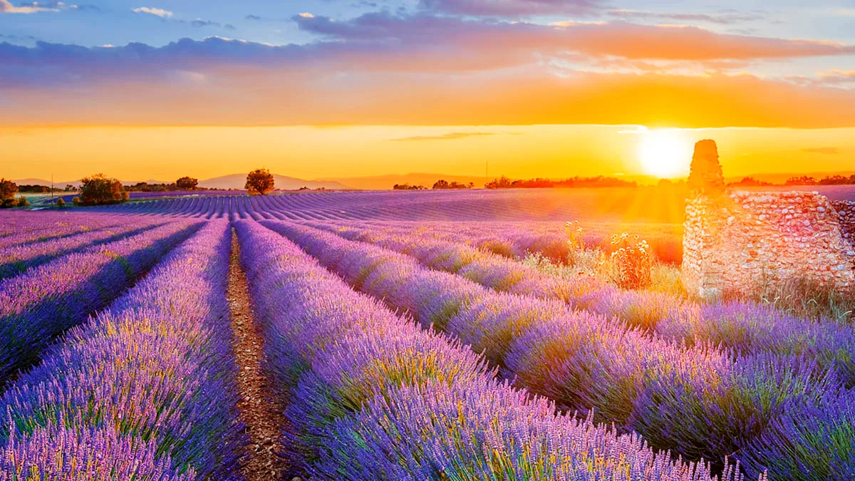 Frankreich Provence Lavendelfeld iStock Frederic Prochasson-859288770 Frankreich Provence