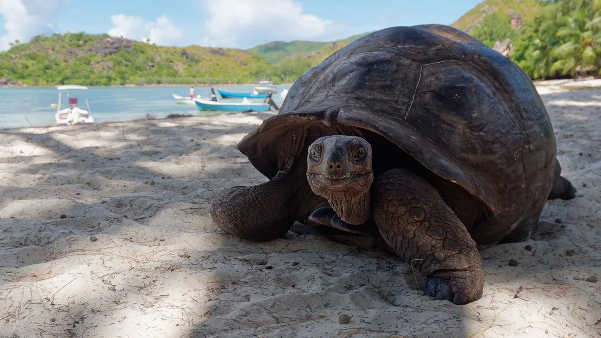 8850888da461-Seychellen-Aldabra-Schildkroete-Foto-iStock-Ivica-Gulija Seychellen Aldabra Schildkröte Foto iStock Ivica Gulija
