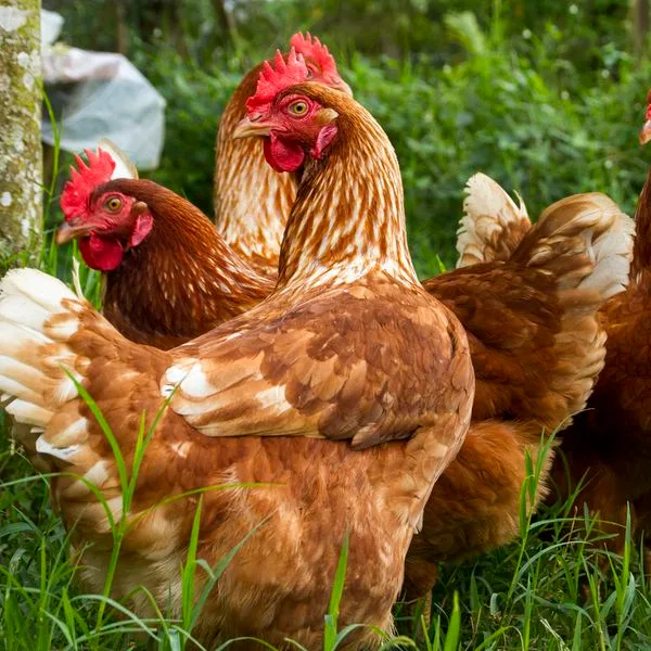 Hühner Huhn Foto iStock Whitepointer