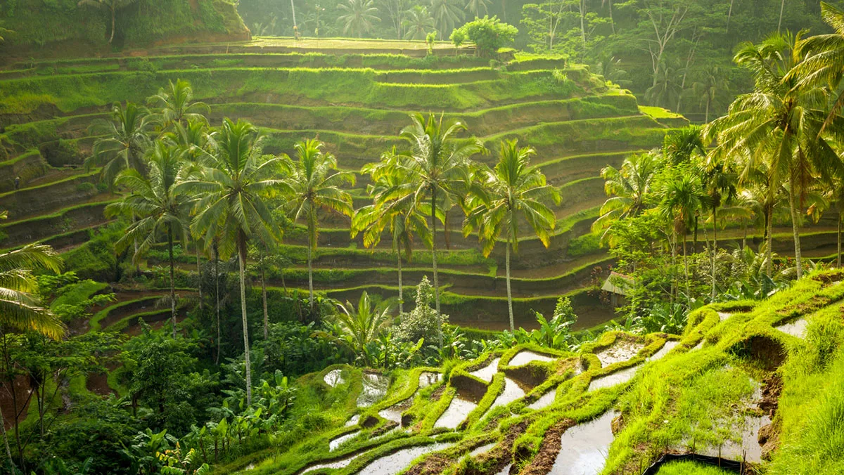204e7ca808c6-Indonesien-Bali-Ubud-iStock-ErmakovaElena-515480864 Ubud Reisterrassen