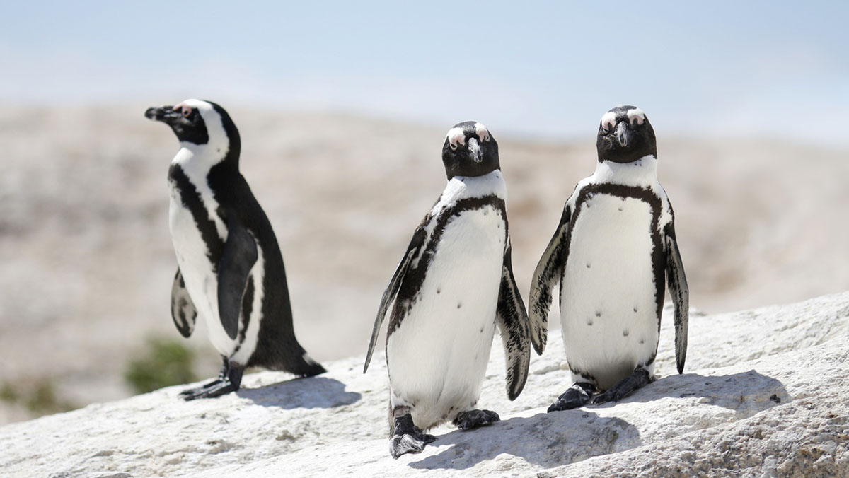 Brillenpinguine