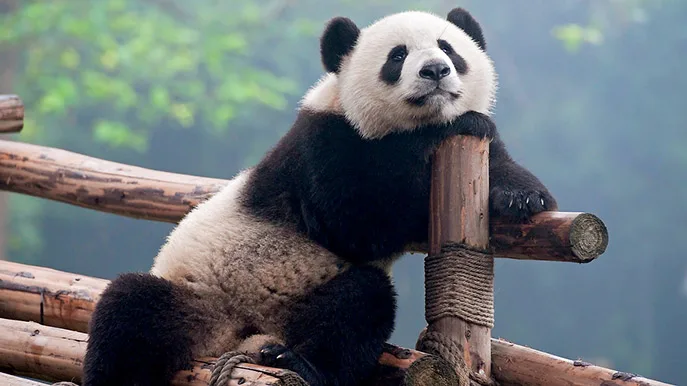 china panda chengdu research base foto iStock hung chung chih china panda chengdu research base foto iStock hung chung chih