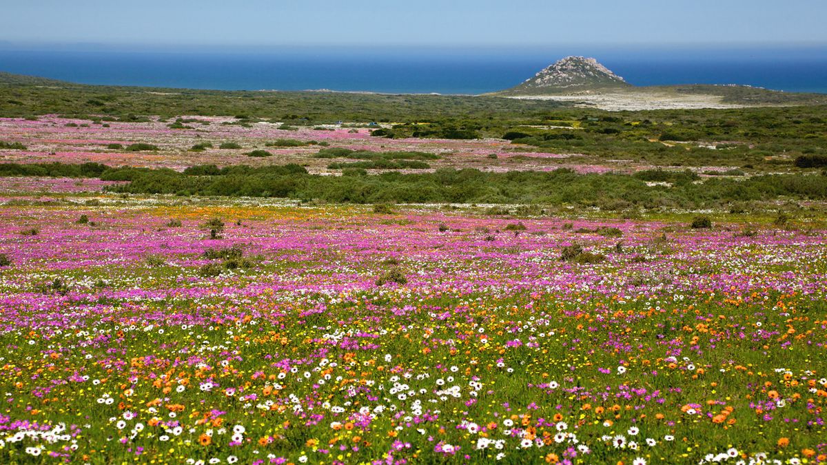 Südafrika Cape Floral Foto iStock Zambezi Shark
