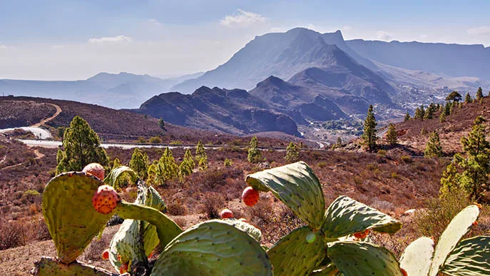 Spanien Gran Canaria iStock Jareck-868571872 Gran Canaria