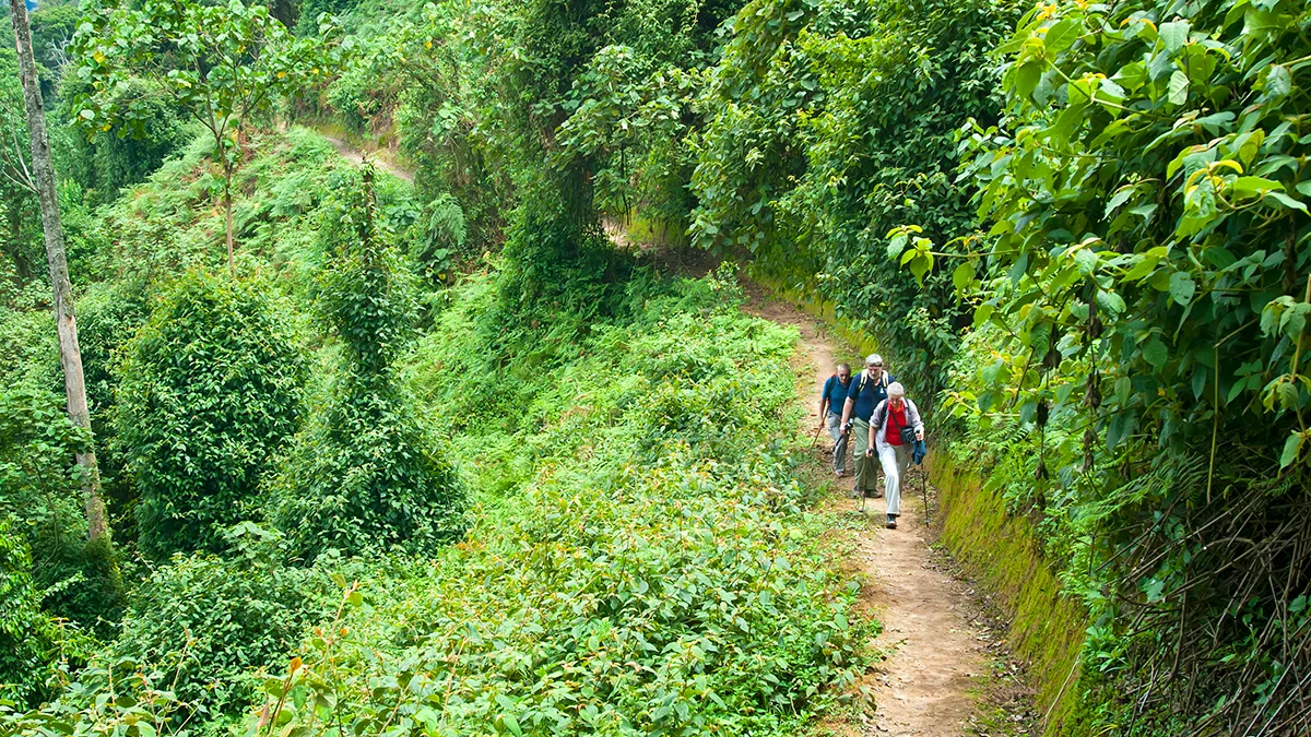 Ruanda Nyungwe Nationalpark Wanderer Foto iStock Günterguni Ruanda Nyungwe Nationalpark Wanderer Foto iStock Günterguni