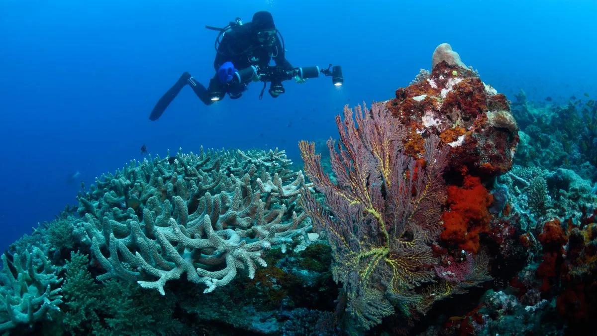 04cbb2ada6c7-Australien-Great-Barrier-Reef-Korallen-Taucher-Foto-iStock-Nigel-Marsh Australien Great Barrier Reef Korallen Taucher Foto iStock Nigel Marsh